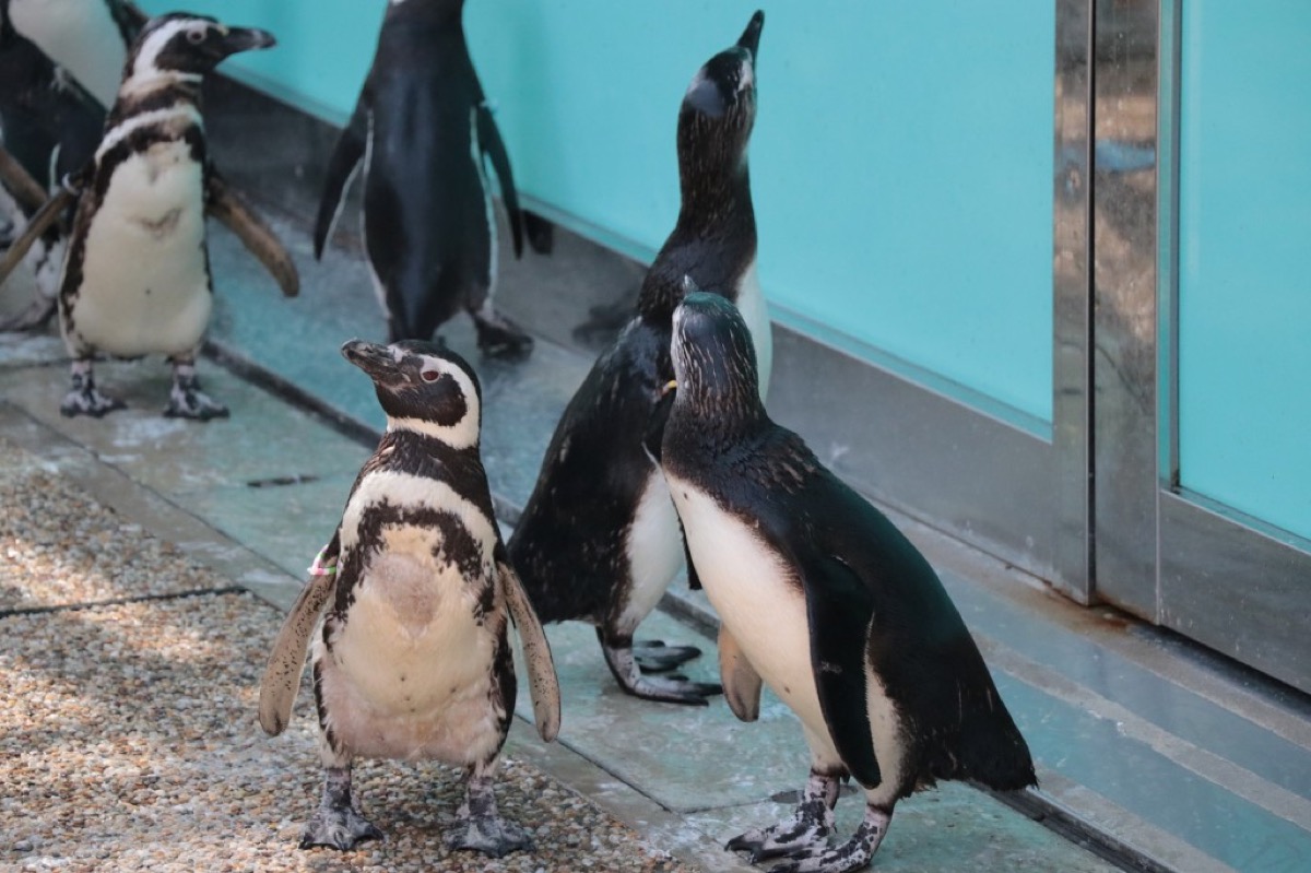 須磨海濱水族園的企鵝館