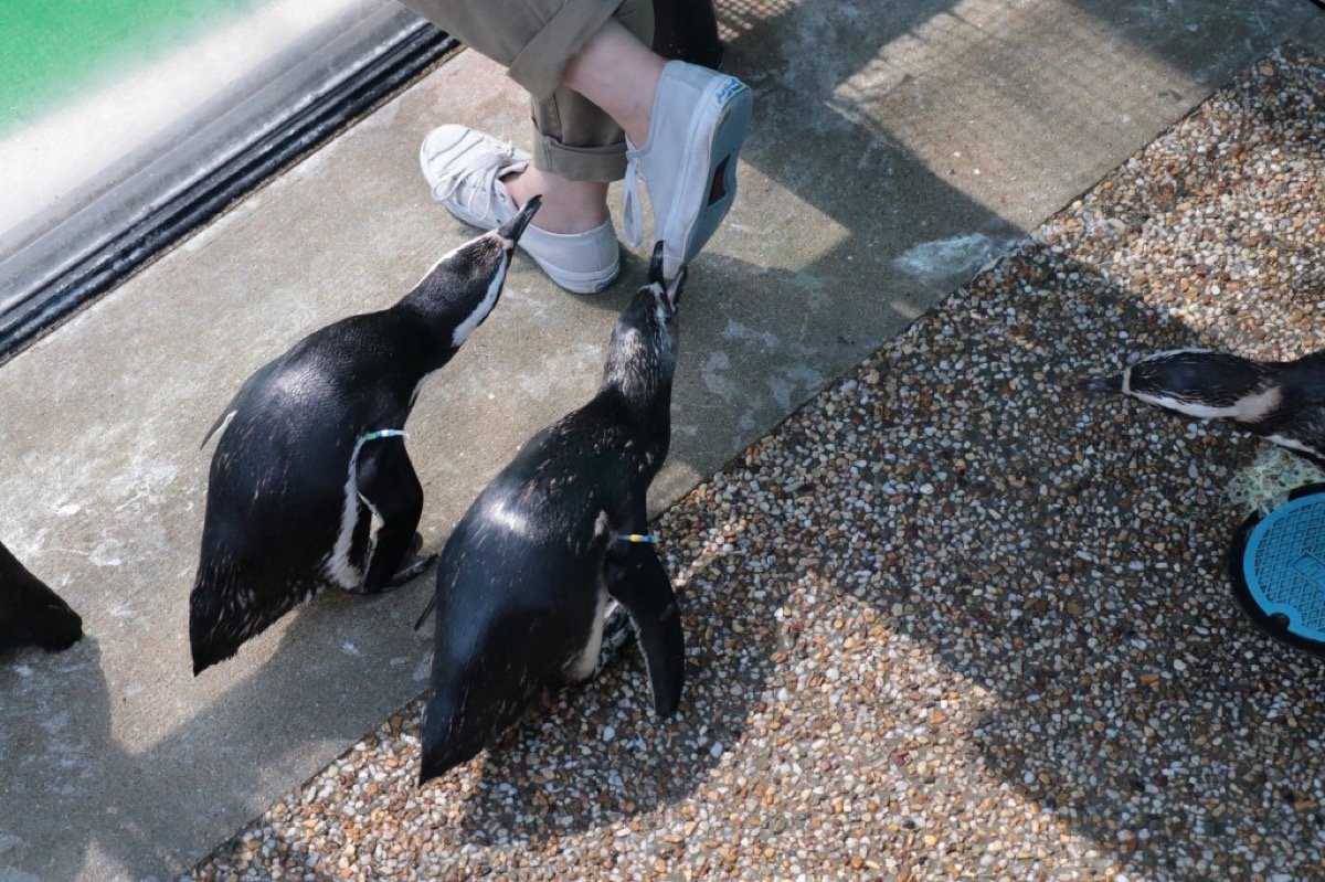 須磨海濱水族園的企鵝館