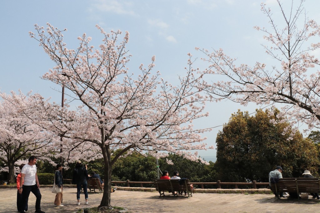 櫻花的景點