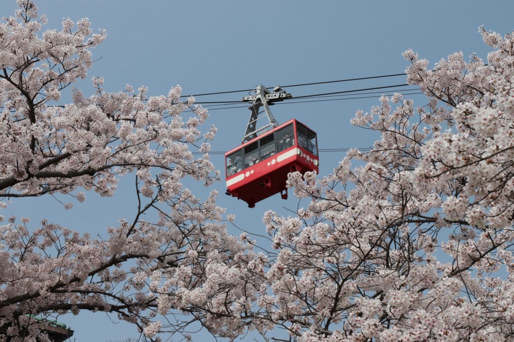 櫻花與纜車